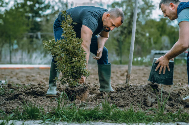 Professional Tree Service in Gaston, SC